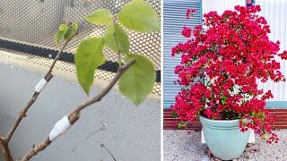 Grafting bougainvillea on guava branches with simple technique and work 100%