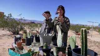 Amazing & Arty Small Desert Landscape and Cabin | Desert-Wise Landscaping Tour | Joshua Tree