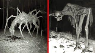 Shocking Times Strange Creatures Were Captured On Camera !