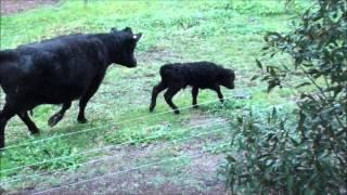 Calf, only a few hours old meets electric fence