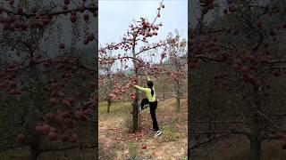 Enjoy Beautiful Natural Fresh Red Apple  Fruit | Amazing Tasty Apple  #shorts #apple #ytshorts