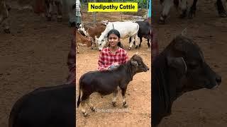 Nadipathy  cows #shorts #short #viral #uae #abudabi #qatar #oman #reels #miniature