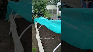 Berkebun Organik Di Halaman Rumah dengan Raised Bed | Kangkung #youtubeshorts #berkebun