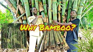BAMBOO INDUSTRY:PLANTING OF BAMBOO, USES AND IMPORTANCE WORLDWIDE|||FARMING IN KENYA