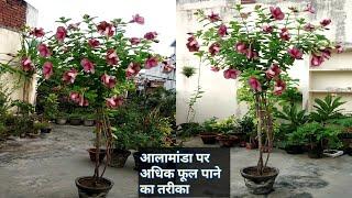 आलामांडा पर अधिक फूल पाने का तरीका/Allamanda plant care & get more flowers