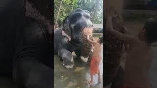 #shortfeeds #varamozhi #malayalam #shortsvideo #elephant #shorts #shortsviral#vegart