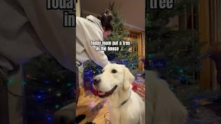 My Mom Brought A TREE INSIDE  #shorts #funnydogs #doglovers