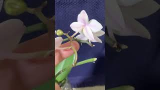 Mini Phalaenopsis Orchid Apple Blossom color UPDATE 7/2/2023 - Semi Water Culture