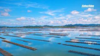 Oyster economy unleashes new vitality in south China county