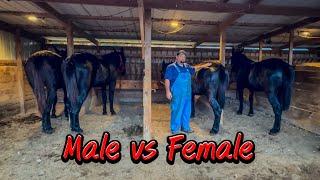 MARE MULES VS HORSE MULES…MOLLY MULES VS JOHN MULES…..#162