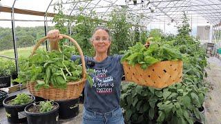 Basil to PESTO! From Plant to Plate.