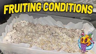 How To Put Shoeboxes Into Fruiting Conditions | Agar To Grain Jar EP3