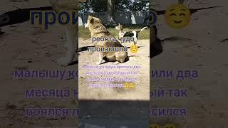 помощь бездомным животным ️