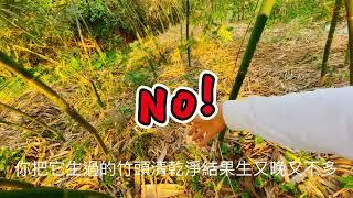 清理綠竹筍園砍竹子️不要再用傳統做死人的方法去清理竹頭這樣做即省力又會生長