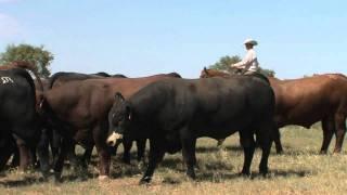 RA Brown Ranch 2011 - Superior Productions