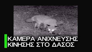 Απόπειρα καταγραφής άγριας πανίδας Το τσίμπησε η Αλεπού το σαλαμάκι!