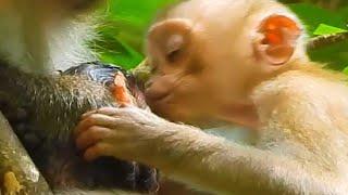 Monkey & Primates, Baby Abandoned Very Sweet Love Care Newborn Macaque, Lovely Baby Monkey, Nature