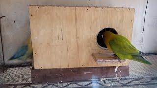 Love Birds Nest Box DIY || devdevs simple crafts