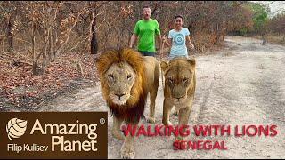 Walking with Lions, Fathala Wildlife Reserve, Senegal : Amazing Planet (4K) 2024