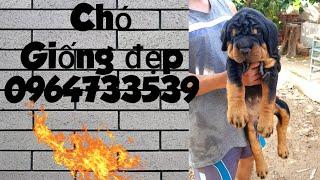 Trại chó giống nổi tiếng miền Nam LH 096.473.3539 OR 0327.529.579