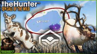 UNBELIEVABLE New Hotspots On Medved Taiga! Piebald Musk Deer & Diamond Reindeer! Call of the wild