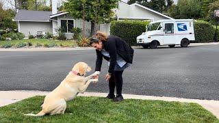 My Labrador Retriever Is In Love With Kristy The Mail Lady