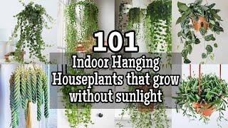 100+ Best Indoor Hanging Houseplants that Don't Need Sunlight To Grow || Houseplants for Shady Rooms