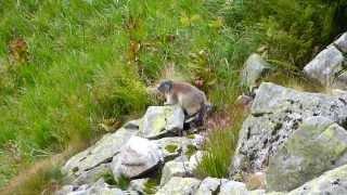 MARMOT LIVING IN THE HIGH TATRAS - ŚWISTAK W TATRACH WYSOKICH 3