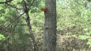 Wild Mushroom Hunting In Central Wisconsin June 30, 2013