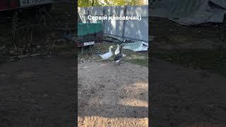 Серый гусь знакомится с новой семьей