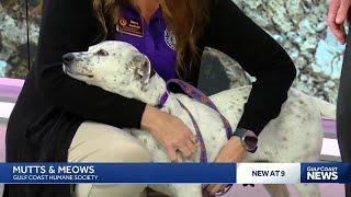 'Mutts & Meows' with Gulf Coast Humane Society: Meet Rita