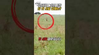 수사자가 도망친 이유 – 포식자 회피 전략 해설