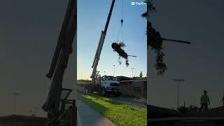 Tree problem? #treeservice #treeremoval (we do not own copyrights)