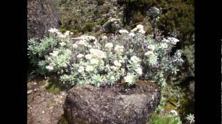 Beklimming van de Kilimanjaro, Tanzania - juni 2011