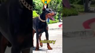 Doberman Life  | Doberman Behavior | #shorts #doberman #dog