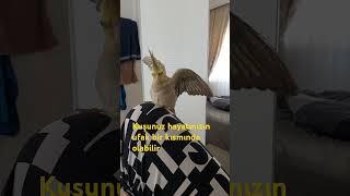 🫶️En Sevimli Papağan Oskar #birds #sevimli #pets #cute #parrot #cockatiel