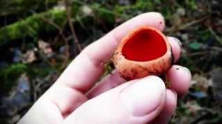 Meet the stunning scarlet elf cup