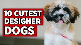 TOP 10 MOST Adorable Designer Dog Breeds | Cutest Hybird Puppies Around!