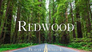 Redwood National Park 4K Ultra HD • Stunning Footage, Scenic Relaxation Film with Calming Music