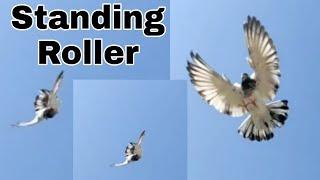 Roller pigeon | indian tumbler pigeon stunts  #status #short