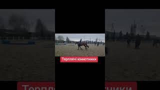 примерзшие к коню #школаверховойезды #постойлошадей #лошади