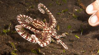 Clever girl  #shorts #shortsfeed #mimicoctopus #octopus #mimicry #seacreatures