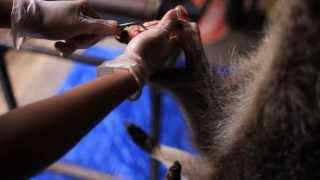 Skinning a Raccoon Foot for Taxidermy