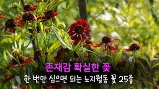 2024.정원에서 확실한 존재감을 보여주는 노지월동 25종 추천/내년 정원 추천 식물/정원 디자인/Beautiful Korean  garden/Gardening tips/정원가꾸기