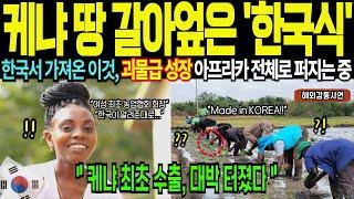 케냐 외딴 마을, 한국식 받아 들이더니 수출까지 대박 터졌다, 아프리카 전체가 한국식으로 재편되는 중 [해외감동사연]