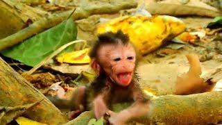 Newborn baby monkey just born mom abandoned,newborn need mom cry nearly die