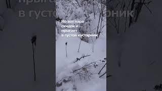 Заяц беляк на лёжке в чапыге #shorts