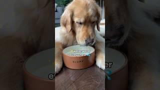 Life Hack for dog parents #dogshorts #dogs #goldenretriever #puppies #doglife #dogvideos #Petlibro