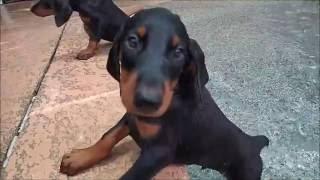 DOBERMAN PUPPIES!! Seven 7-week old Doberman PUPPIES on their first swimming adventure