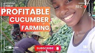 LET'S DISCUSS CUCUMBER FARMING(PART 1)